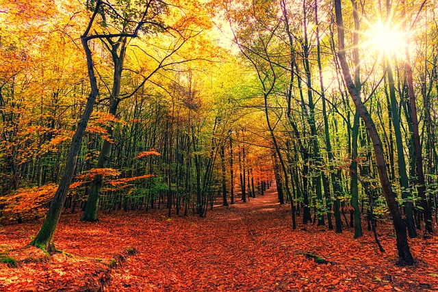 Imagen de naturaleza, camino y árbol